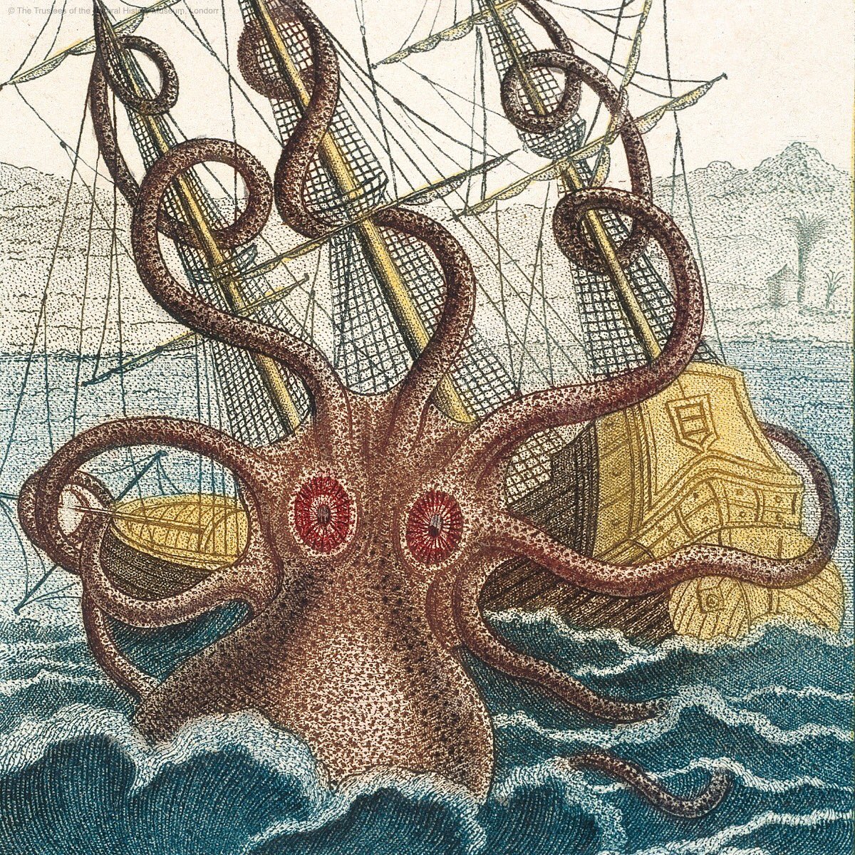 kRAKEN